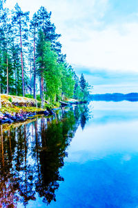 Reflection of trees in calm lake