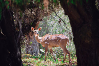 Deer in a forest