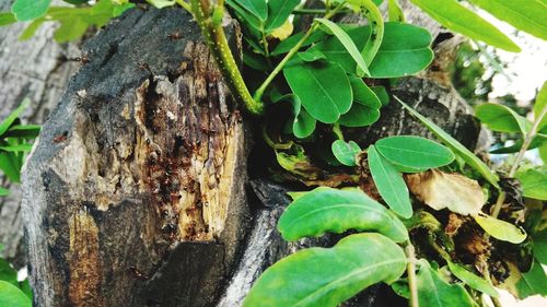 Close-up of lizard on tree trunk