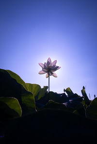 Close-up of pink flowering plant against sky