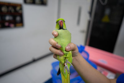 Cropped hand holding parrot