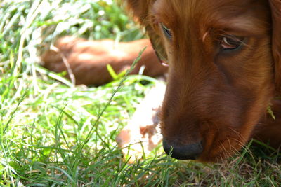 Close-up of dog on grass