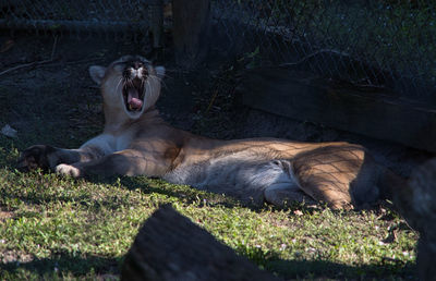 View of cat lying on field