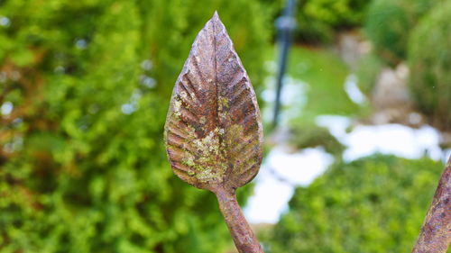 Close-up of leaf on land