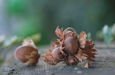 Close-up of fruits on wood