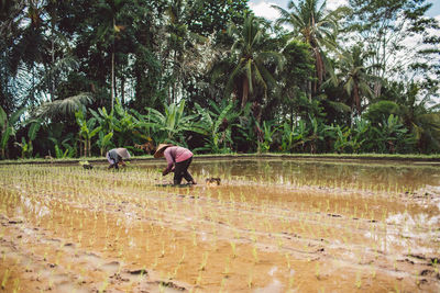 People cultivating rice against palm trees 