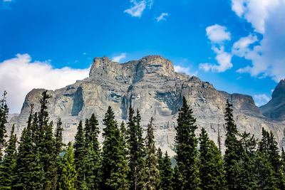 Low angle view of trees on mountain against sky