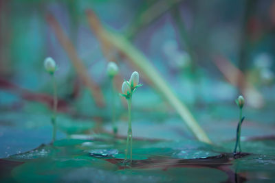 Close-up of water drop on plant