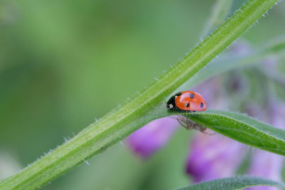 Close-up of ladybug on leaf