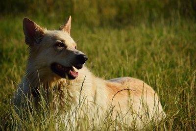 Dog looking away on field