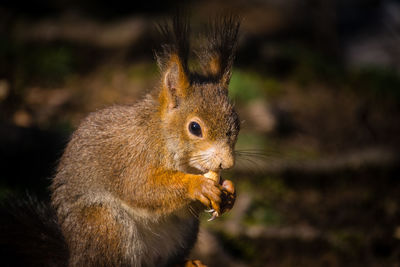 Close-up of squirrel