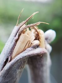 Close-up of dry leaf on tree trunk