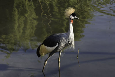 Bird on a lake