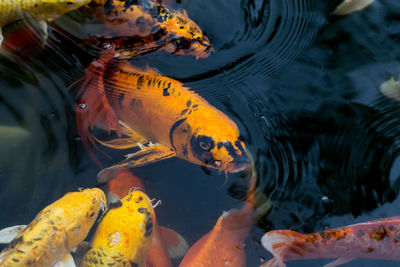 Fish swimming in sea