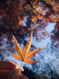 Low angle view of maple leaf