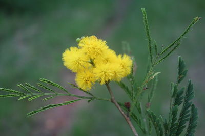 Close-up of yellow flower growing in field