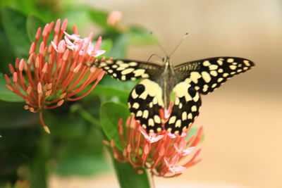 Close-up of butterfly pollinating flower