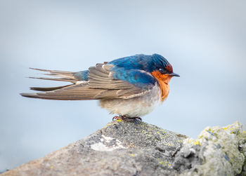 Close-up of bird perching on stone wall