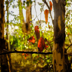 Close-up of red flowering plant