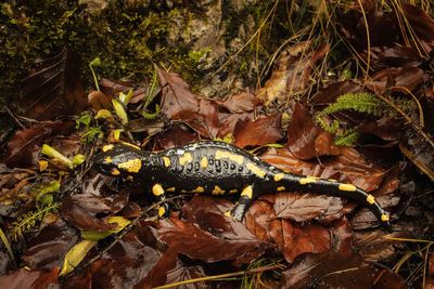 High angle view of insect on plant