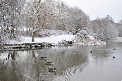 Swans swimming in lake during winter