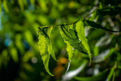 Close-up of fresh green leaves on plant