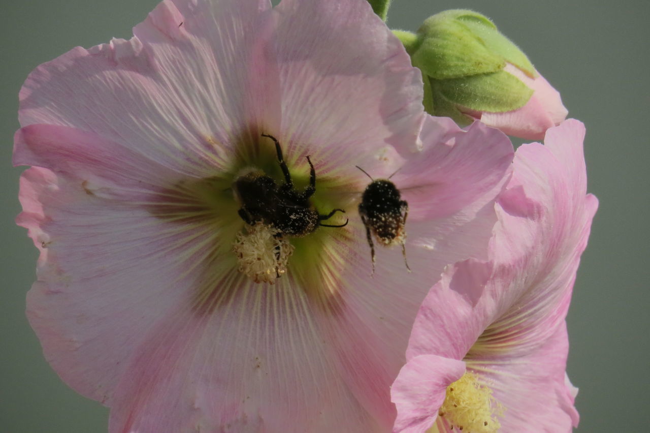 CLOSE-UP OF INSECT ON PINK FLOWERING PLANT