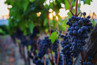 Close-up of grapes growing in vineyard