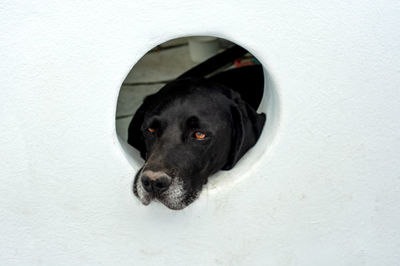 Close-up portrait of a dog