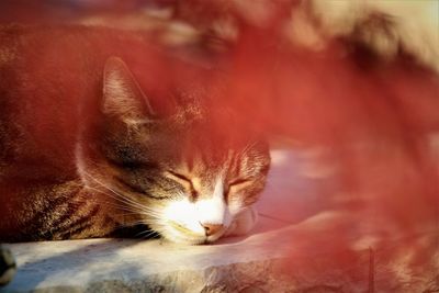 Close-up of cat sleeping