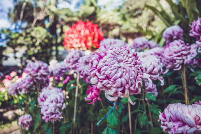 Close-up of pink flowering plants