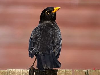 Close-up of bird perching on railing