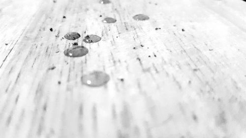 Close-up high angle view of lizard