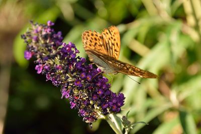 Close-up of butterfly pollinating on purple flower