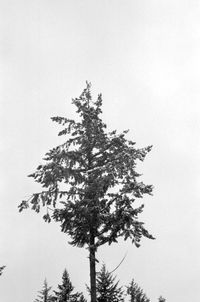 Low angle view of tree against sky