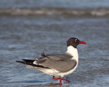 Close-up of seagull perching on a lake