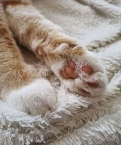 High angle view of cat sleeping on bed