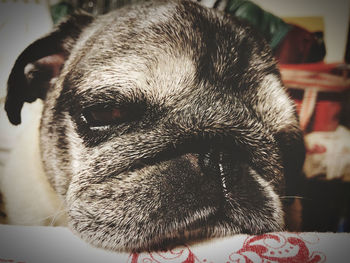 Close-up portrait of a dog at home