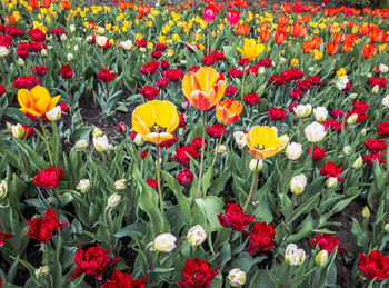 Full frame shot of multi colored tulips
