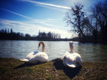 Swans swimming in lake