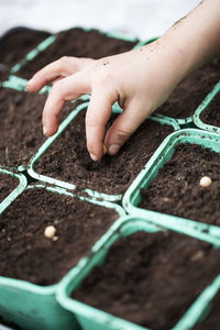 Childs hand putting sees in soil