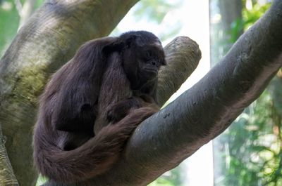 Close-up of gorilla sitting on tree