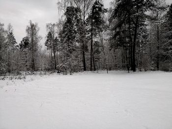 Pine trees in forest during winter