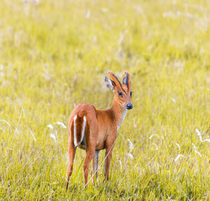 Deer on field