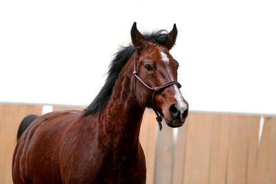 Horse in stable