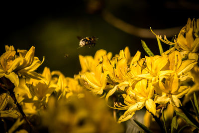 Close-up of bee pollinating on yellow flower