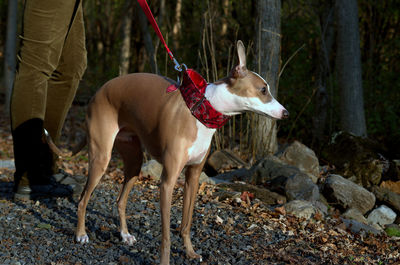 Low section of woman with dog standing by tree