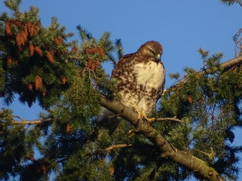 Low angle view of birds on tree