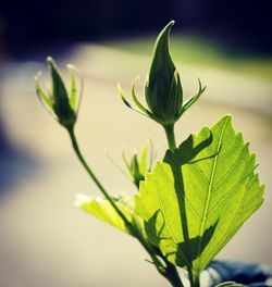 Close-up of green plant