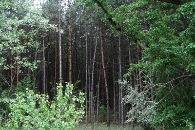 View of trees in forest